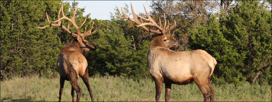 Parsons Whitetail ranch - Elk